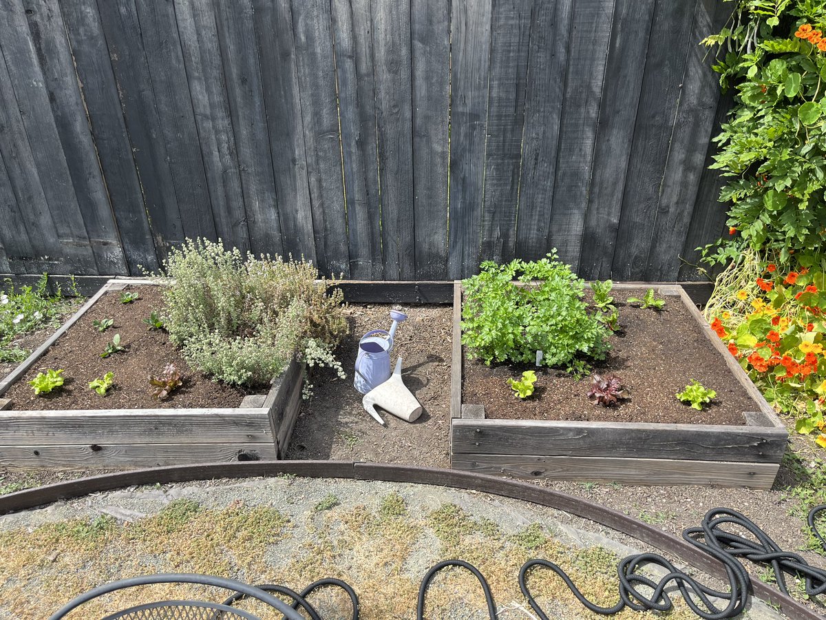 ry_guy23's tweet photo. first batch of seed starts have ‘graduated’ into the garden beds. had a little under ~50% success rate so far. not bad but definitely could use improvement! should be set on salad greens by late july 🥗 #gardening https://t.co/faOuFNM6q8