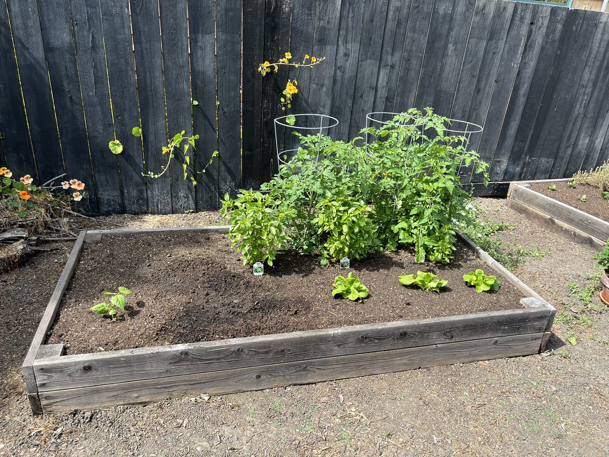 ry_guy23's tweet photo. first batch of seed starts have ‘graduated’ into the garden beds. had a little under ~50% success rate so far. not bad but definitely could use improvement! should be set on salad greens by late july 🥗 #gardening https://t.co/faOuFNM6q8