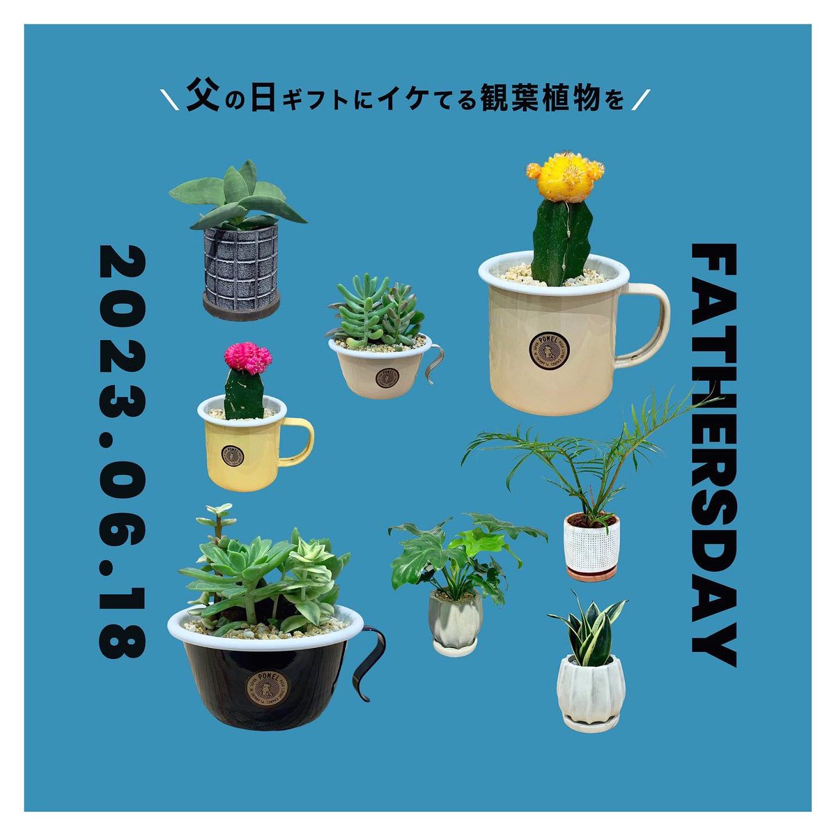 conoka5's tweet photo. 【週末6月18日は父の日】

父の日ギフトどうしようかな…
という方へ、

コノカオンラインショップでは
個性豊かな１点ものの観葉植物を
ご用意しております🌵

重たい植物も”送料無料”でご自宅に直接お届け👍

父の日に間に合う
ご注文締め切りは本日
6/15 23:59まで！🏃
⇓
https://t.co/MoAPmWg8vh https://t.co/zTlQzVTBaI