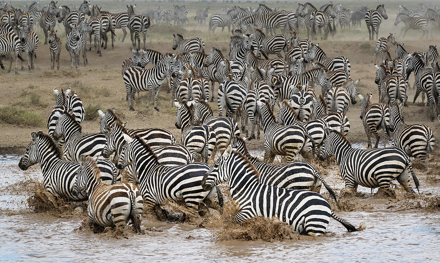 Zebras in Retreat Serengeti National Park Tanzania! buff.ly/3Nvn4Wj #zebras #wateringhole #galloping #serengeti #tanzania #africa #wildlife #wildlifephotography #animals #AYearForArt #TheArtDistrict #SpringIntoArt #Travel #travelphotography #giftideas @joancarroll