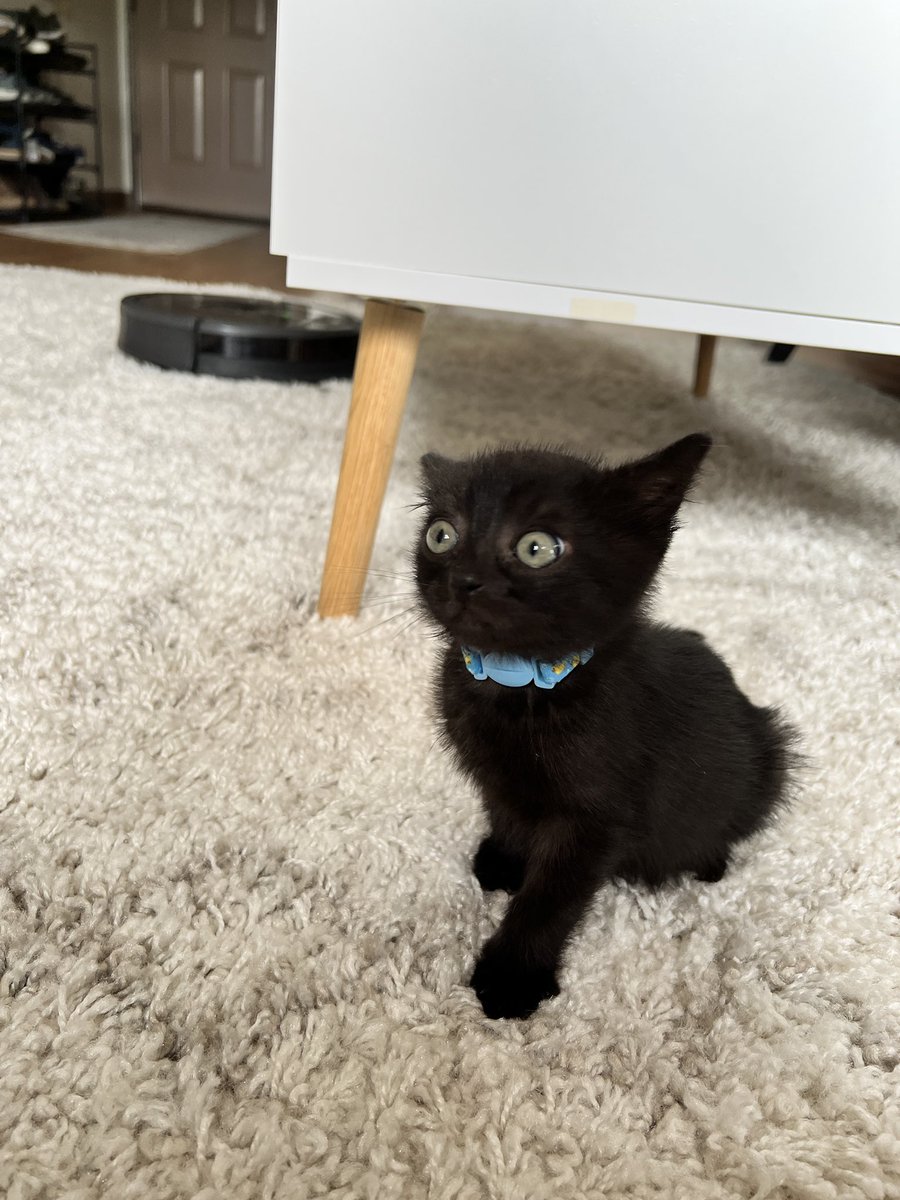TrashPandaSnack's tweet photo. Stuck home with Covid—but found one of my favorite photos of Perry. The roomba was coming for him, he was sure of it. Makes me smile 😂 https://t.co/My6VbH810H