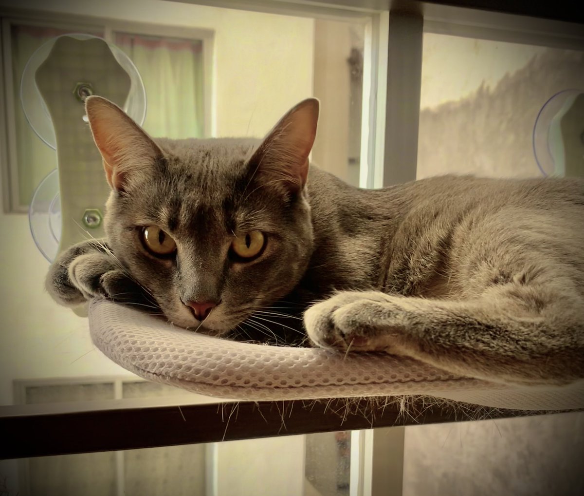 GabyRodriguezG tweet media