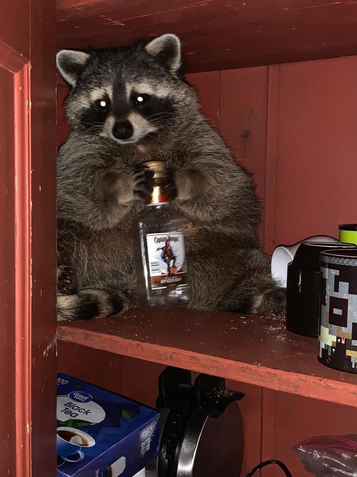 raccoonhourly's tweet image. 