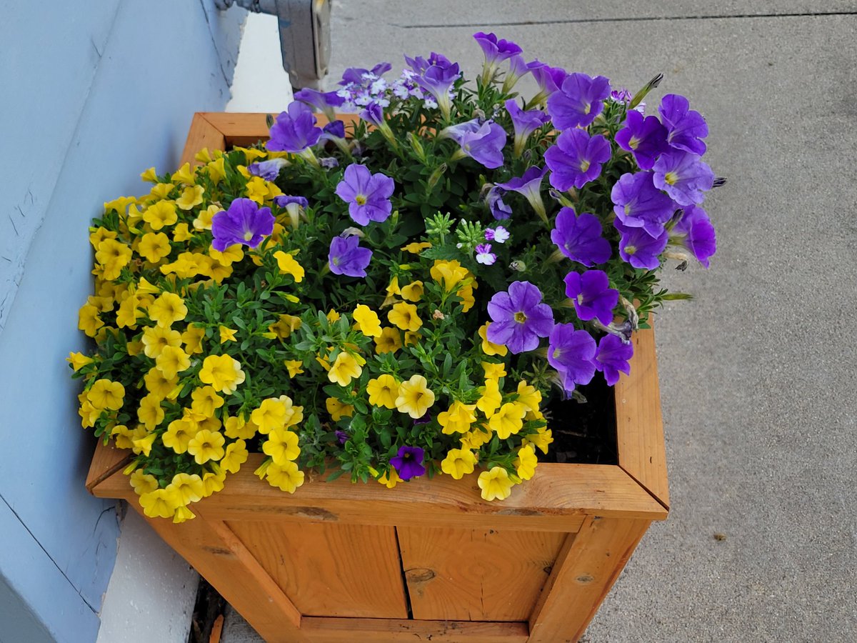 EricPet05556180's tweet image. Minnesota Vikings THO
#PlanterBox #Brother&apos;s Place