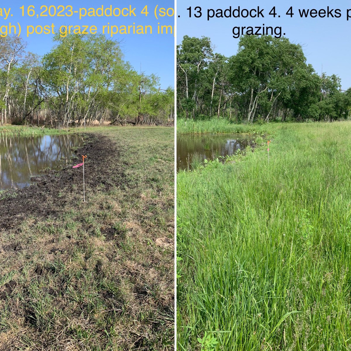 📚 The results are in…
Grazing cattle aren’t the environmental evil that some try to make them out to be. Here is what only 1 month of rest and recovery looks like after a grazing event🌱😍. *Note the step-in post, in both pics for reference* #restandrecovery #naturalsystems
