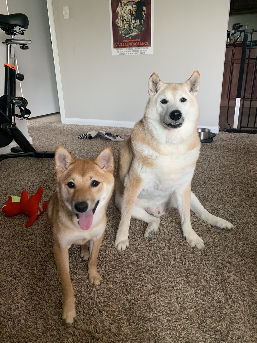 allisonszn's tweet photo. @tragicbirdapp Tiki &amp; Bear!! they are on instagram @rescueshibasquad 💛 https://t.co/5T7O5Hehvb