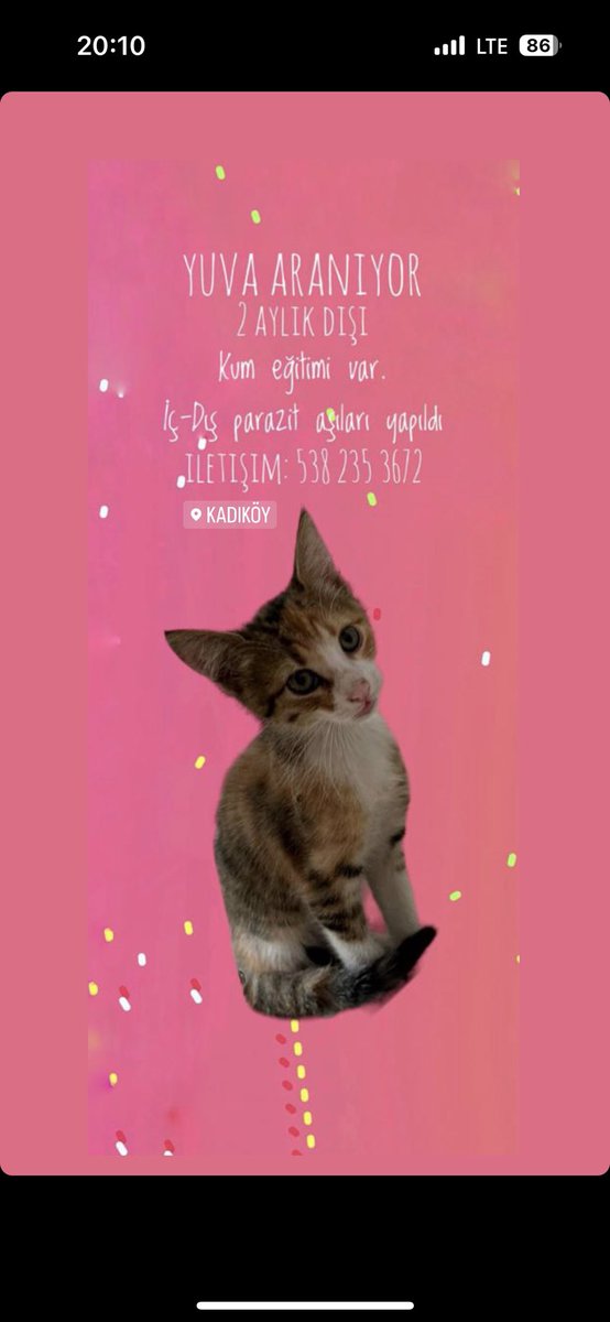 Bu güzel kız için yuva arıyoruz acil! @birpatider <a href="/AsliBilicii/">Aslı</a> <a href="/toprakana7440/">Toprak- Ana</a> <a href="/sokaktamucadele/">Sibel</a>