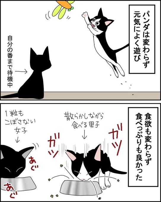 第29話【猫飼い1年生】

体調を崩したパンダ②

#漫画が読めるハッシュタグ #猫 #コミックエッセイ 