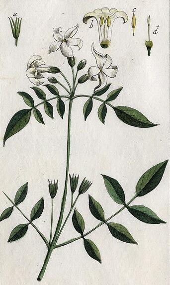 Aujourd'hui, nous sommes le sextidi 26 prairial, de l'année CCXXXI du calendrier républicain, jour du jasmin.