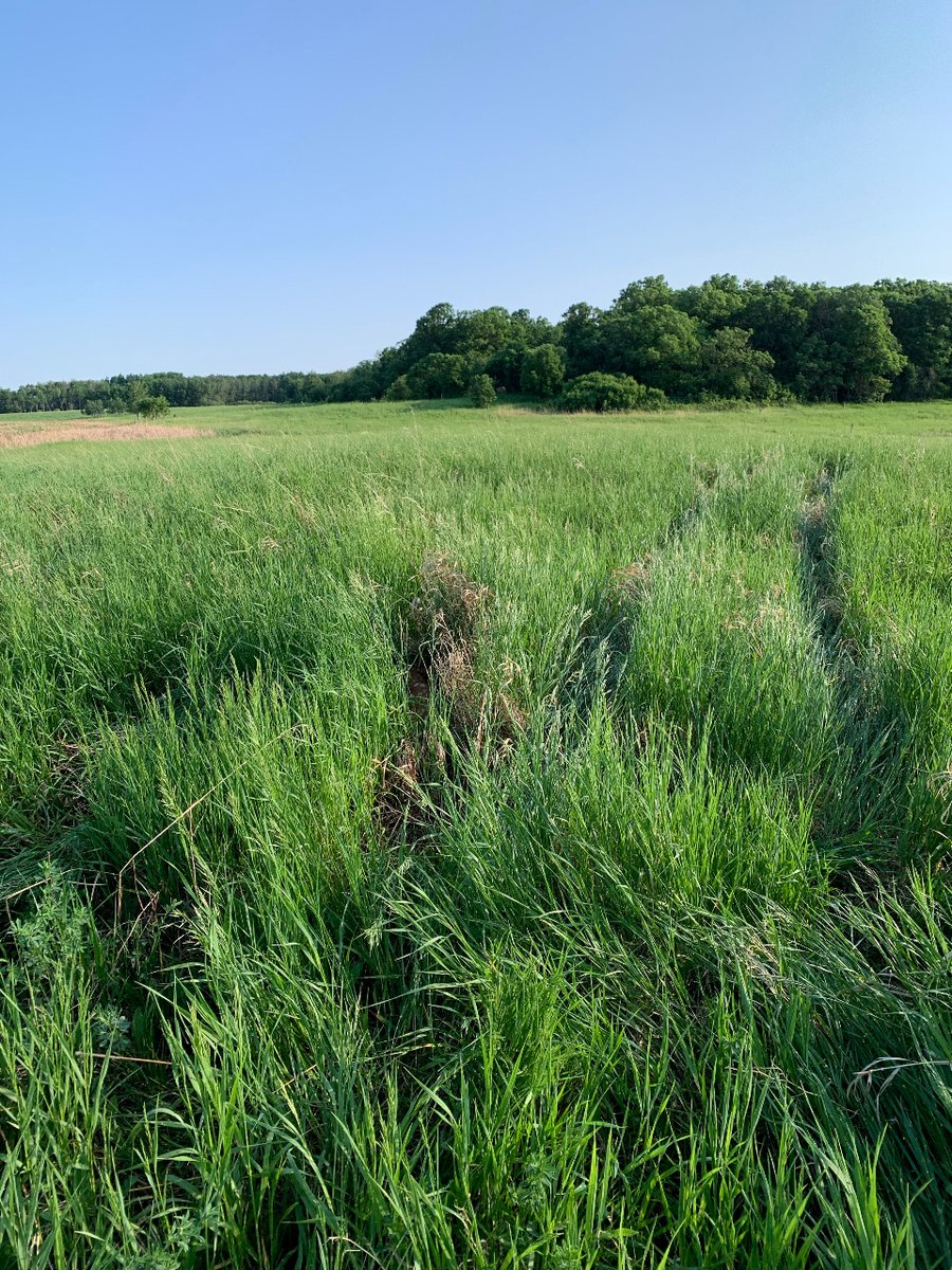June is the natural time of year for babies to be born ! Came across this baby elk in the pasture a couple days ago #workwithnature #boydsbeef