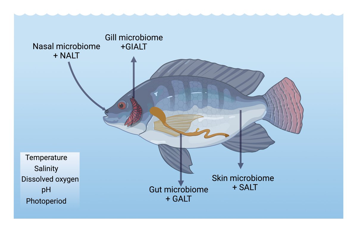 My first review article has been published in Fish and Shellfish Immunology. 

In this review, we discussed the role of the microbiome on fish mucosal immunity under changing environments.

authors.elsevier.com/c/1hFXG3ksHcdy…