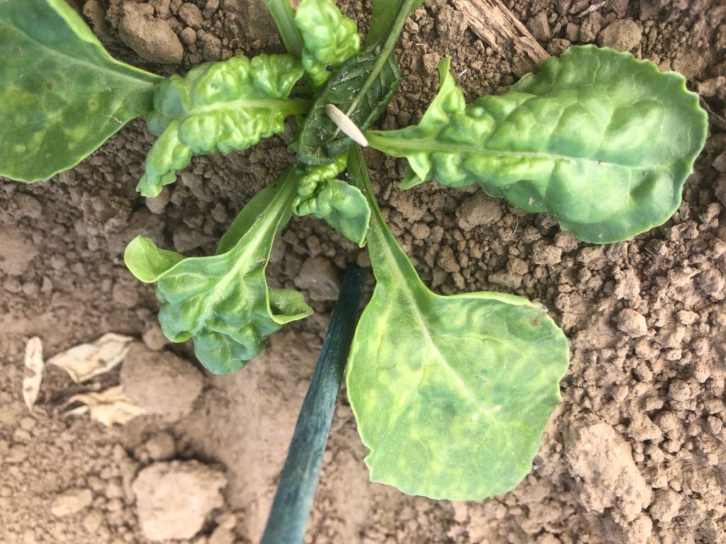 Ça y est ! Les inoculations #Jaunisse de nos essais sont terminées ! 👏
Des morceaux de feuilles recouverts de pucerons virulifères 🦠 ont été déposés au cœur de #Betteraves saines, pour tester leur tolérance à la jaunisse.
On attend de voir quelles betteraves sortent du lot ! 🤞
