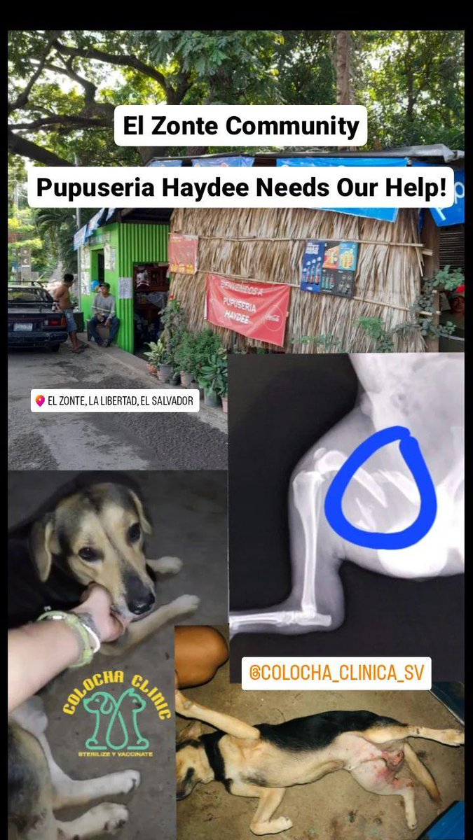 ColochaClinica's tweet photo. Rocky was hit by a car on Thurs June 8

Maria Haydee asked us for help on Monday.

Rocky went to San Salvador Tuesday (last night)

His injury is now an emergency because Rocky did not recieve any medical attention for 6 days.

Chivo Pets Hospital is no longer an option. https://t.co/LZ00gu1QrU