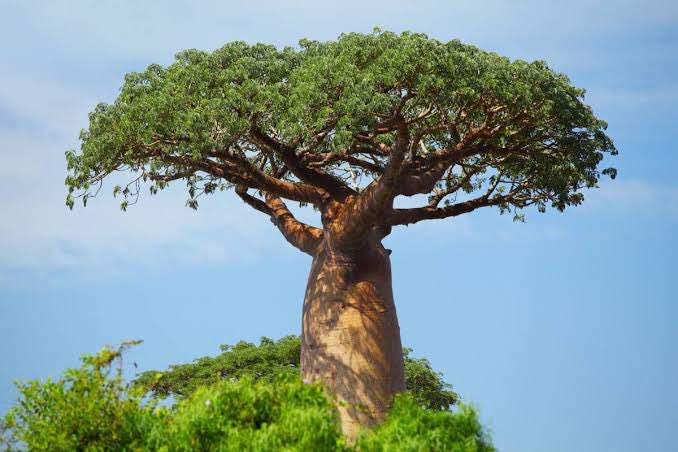 ThuliMadonsela3's tweet photo. Like the magnificent baobab tree, be unmoved by shenanigans, assured that, like noisy winds, they are bound to wither while you eventually prevail #DailyThought https://t.co/CBlz5DqSFQ
