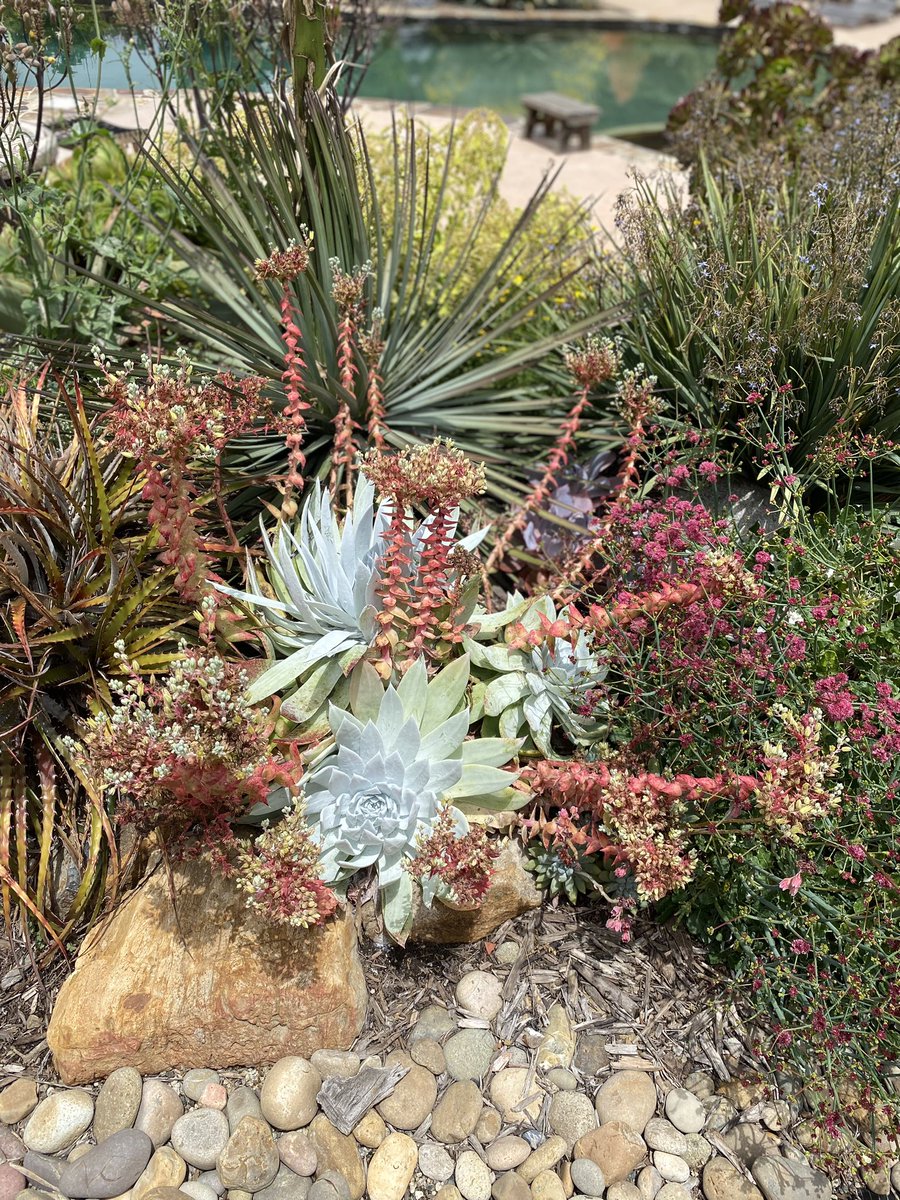 Current blooms around the yard #waterwise #succulents
