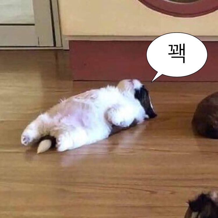 _ppuck's tweet photo. 놀아주3 https://t.co/qG5HCzqwuf