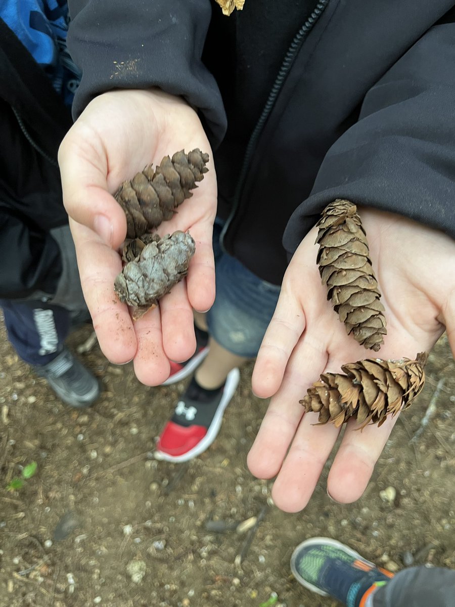 Sylvia King (@sylviamarieking) on Twitter photo “From small seeds grow mighty trees”. Our latest forest experience had us looking for all sorts of cones- Cedar, Hemlock, Douglas Fir & wondering about where these cones come from, and how they can grow into mighty, magnificent, trees. <a href="/HollyburnElemen/">Hollyburn Elementary</a> “From small seeds grow mighty trees”. Our latest forest experience had us looking for all sorts of cones- Cedar, Hemlock, Douglas Fir & wondering about where these cones come from, and how they can grow into mighty, magnificent, trees. <a href="/HollyburnElemen/">Hollyburn Elementary</a>