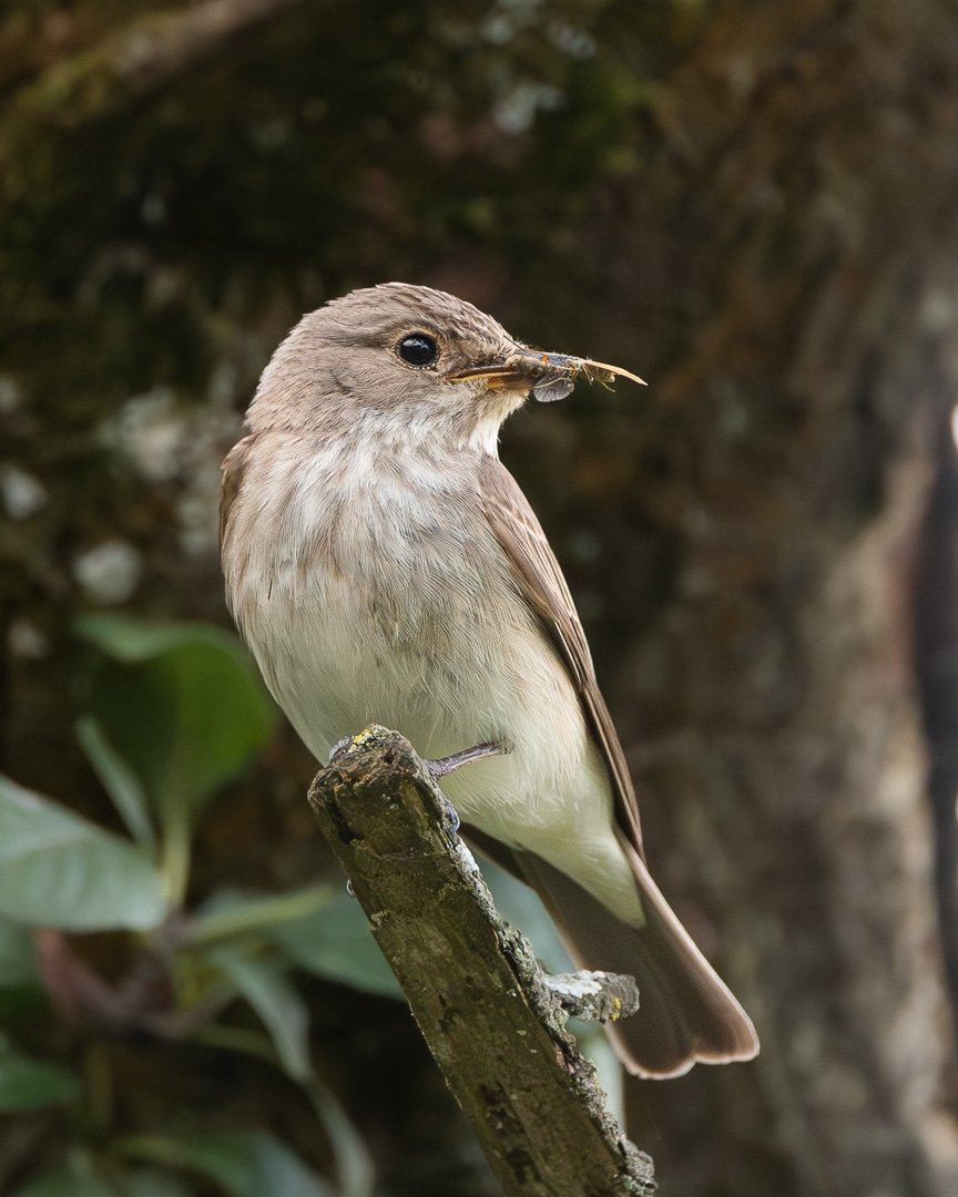 SPOTTED FLYCATCHER 
@BBCSpringwatch @ThePhotoHour @WildlifeMag @Natures_Voice @NikonEurope #wildlife #BBCWildlifePOTD #jessopsmoment