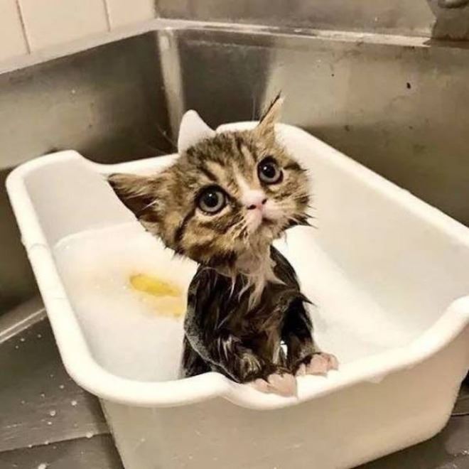 meow2you's tweet photo. "But I didn't need a bath. Grandma says I'm always acting fresh. Ask her." 😸😻😹😉
#InternationalBathDay #CatsAreFamily 

@ThePhilosopurr @GeneralCattis @HarryCatPurrs @CatFanatic9 @LuminousNumino1 @TERRYW_UK @PeterRABBIT67 @briano29 @eliznoelle @EringoB02429272 @lymeist https://t.co/lvQCbj32Er