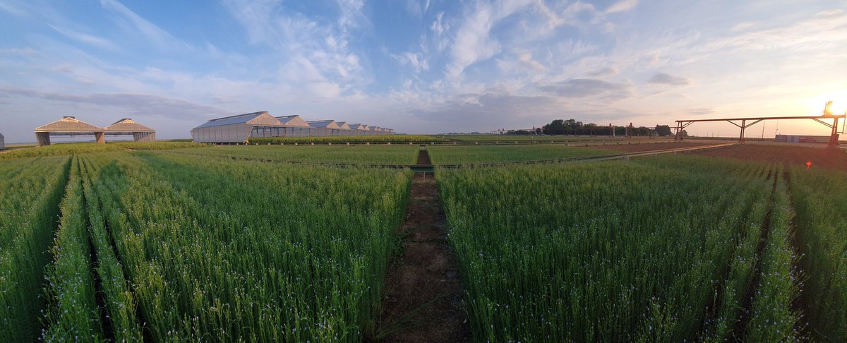 Magie de l'éclosion des fleurs de lin à l'aube. 🤩 Quand la journée commence comme ça, elle ne peut que bien se dérouler! #phenofield #culturales2023 #lin