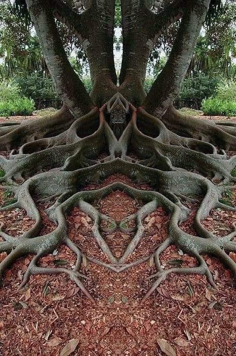 The Roots of a Tree🌳