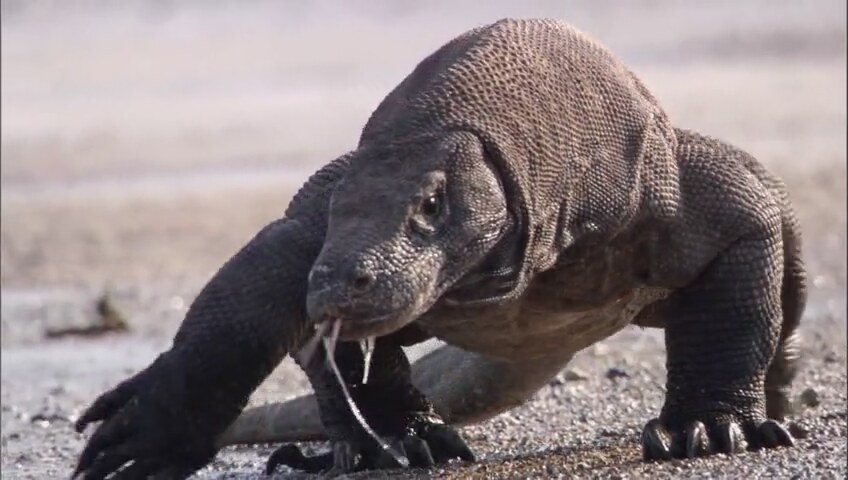 Keşke komodo ejderi olsam amg... Şundaki heybete delikanlılığa bak. Karşısına geçsen ne olduğunu anlamadan daşşaklarını diliyle sıkar istiklal marşını tersten okutur. Acayip bi yaratık.