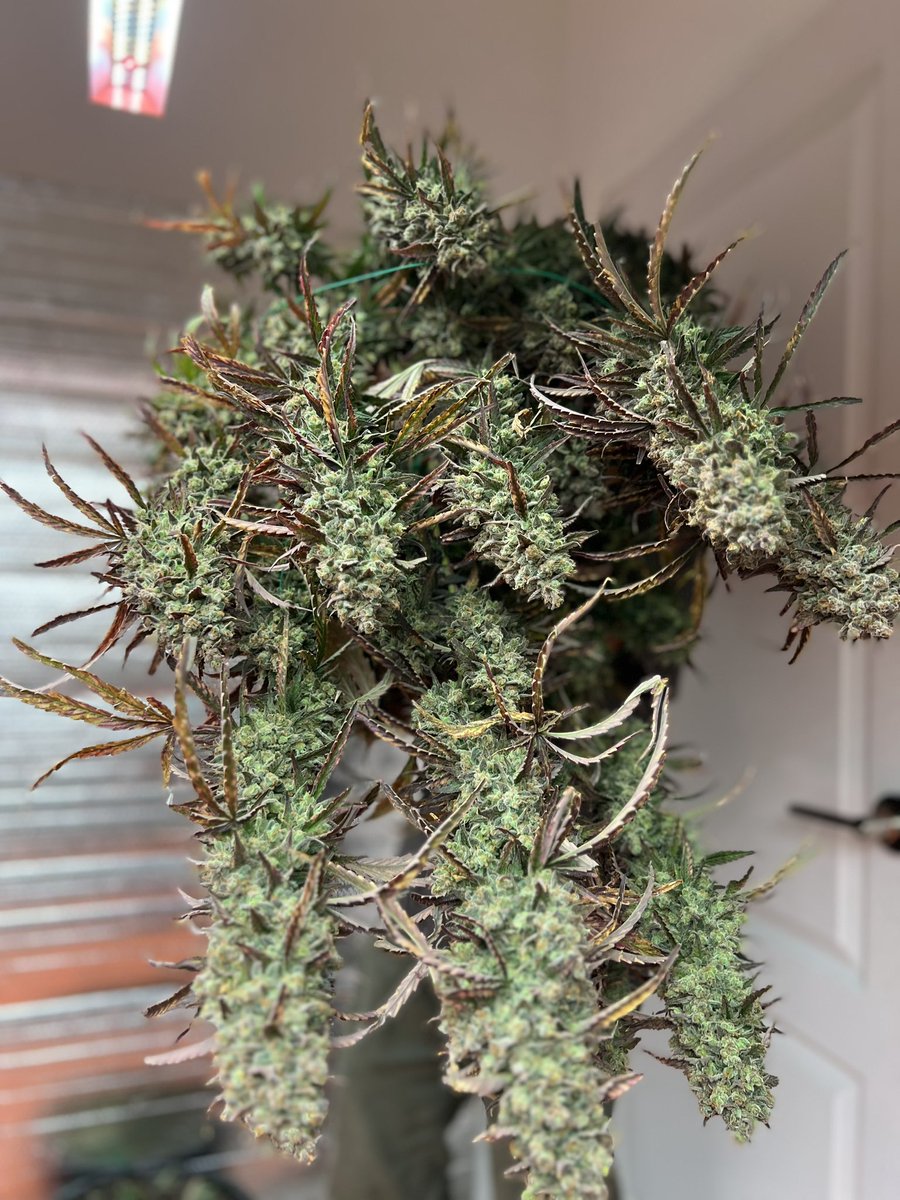 TheJoe420weed's tweet photo. รีทวิต=สุ่มแจกในกลุ่ม ดอกไม้/กิ่งชำ  พร้อมแบ่งปันกัญเสมอครับ หลักร้อยหลับสิบแบ่งหมดจ้าาา  #ขายกัญชา #กัญชารังสิต #ขายกัญชากทม #ขายกัญชา  #สายเขียว #เมืองทอง #รังสิตภิรมย์ #ลาดพร้าว #มอกรุงเทพ #เสรีกัญชา #มอรังสิต  #กัญชาไทย #รังสิตภิรมย์ #กิ่งชำ #ต้นกัญชา #ค่ายexotic #ค่ายinhouse https://t.co/9rQxzPvCJX