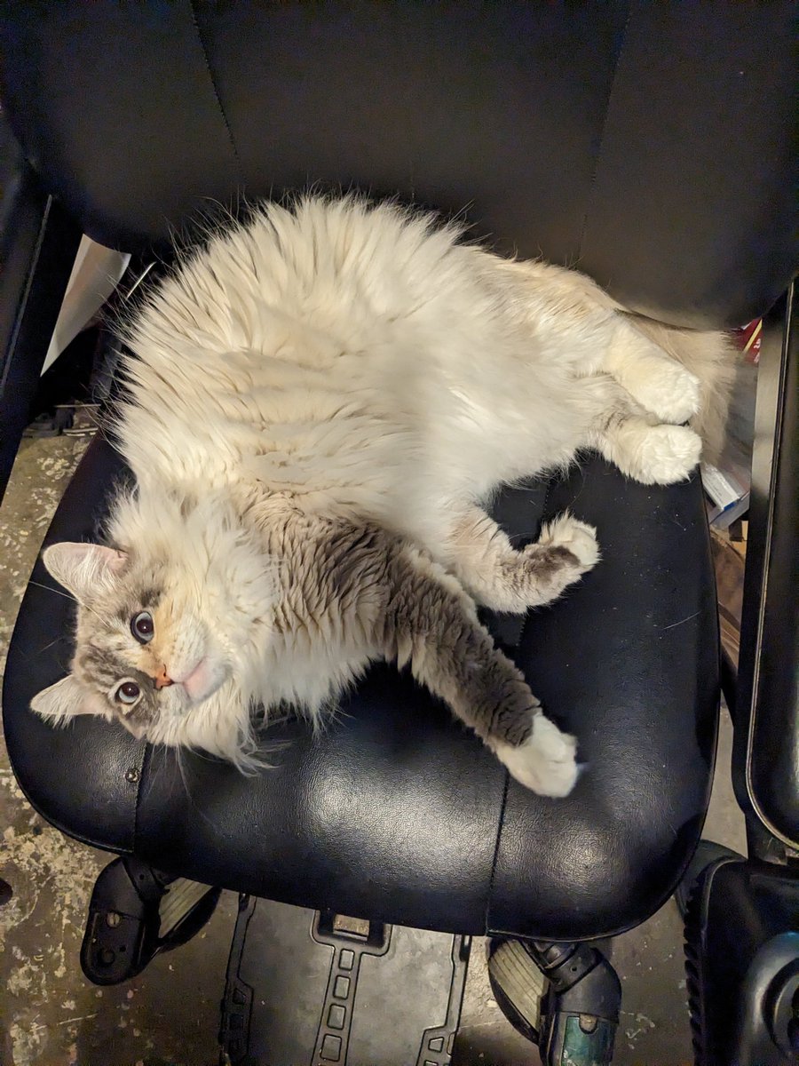 SanuSquid's tweet photo. @scottEmovienerd My rescue all grown up. She's so big and loves attacking bare feet. It's a little scary, actually. 😹 https://t.co/aqKu6Y6jEw