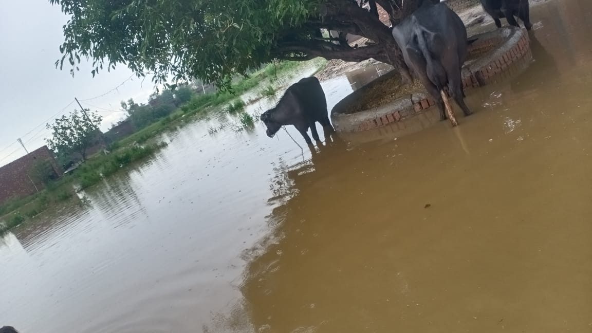 ArmyCaste's tweet photo. @hrw @UN @DCAmritsar @Laljitbhullar @BBCHindi @NijjarDr 
Kindly look into these inhumane condition. People are helpless to live in such inhumane conditions.
Kindly protect their human and natural rights. @AIIndia  @PMOIndia @ipsinghTOI Village Tangra, baba bakala, Amritsar https://t.co/pK6PYRbm4r