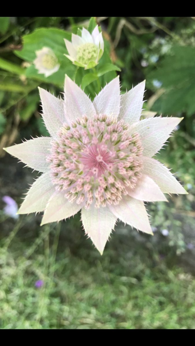 A shot of Astrantia Maxima from the garden this morning. Shell pink in colour and great for pollinators 🐝. HAPPY DAYS!!! #GardeningTwitter #Astrantia #Pollinators #BeeTheChange