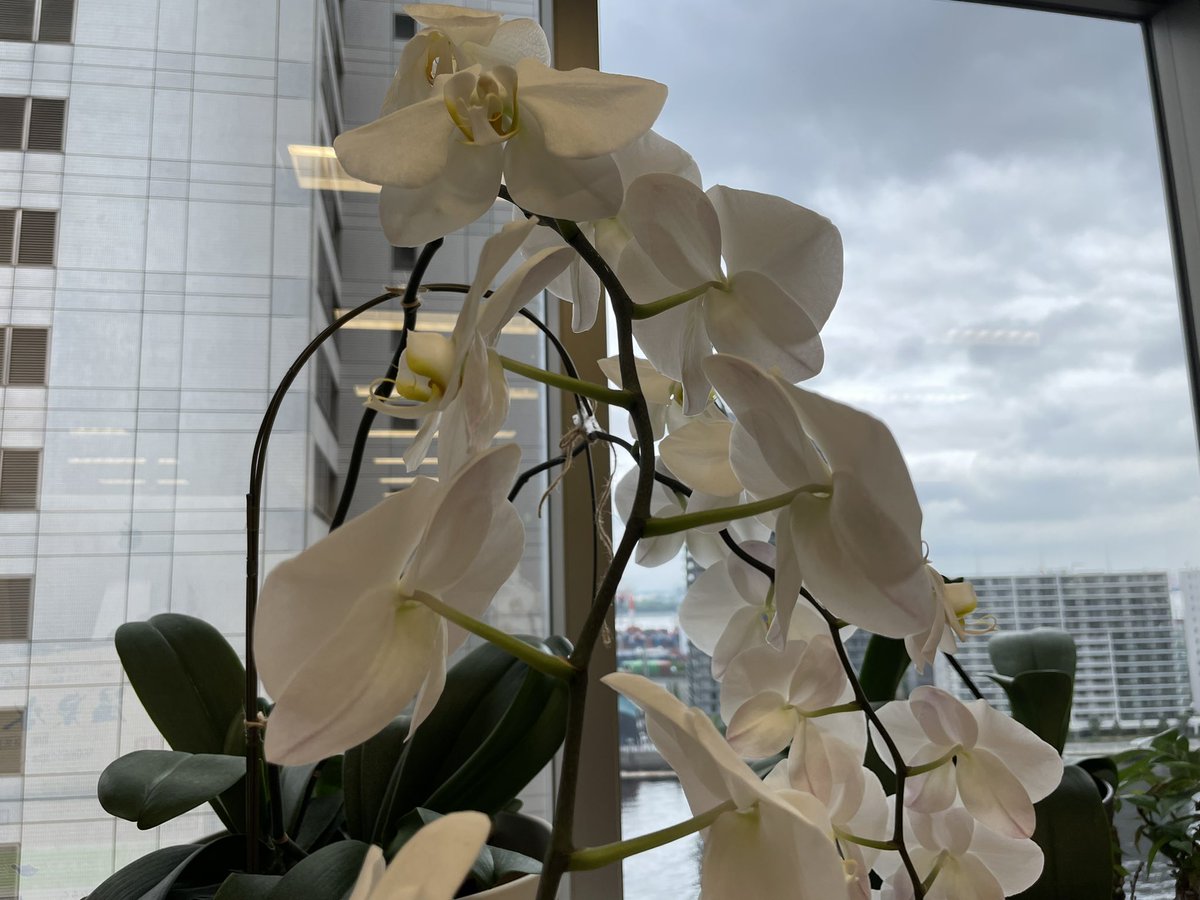 おはようございます！
現在の品川区の天気はくもり☁️

#オフィスの胡蝶蘭の成長日記✏️
午後から雨が降るみたいですね☔️梅雨っていつまで続くんですか？🤣

本日もよろしくお願い致します！🙇‍♀️

#企業公式が毎朝地元の天気を言い合う 
#企業公式相互フォロー #企業公式春のフォロー祭り #相互フォロー
