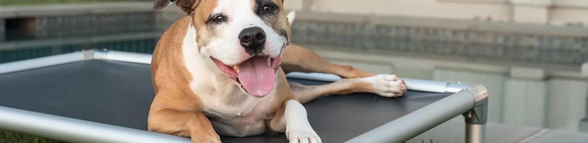 Kuranda Dog Beds – The Perfect Bed For Your Dog dlvr.it/SqhTxs