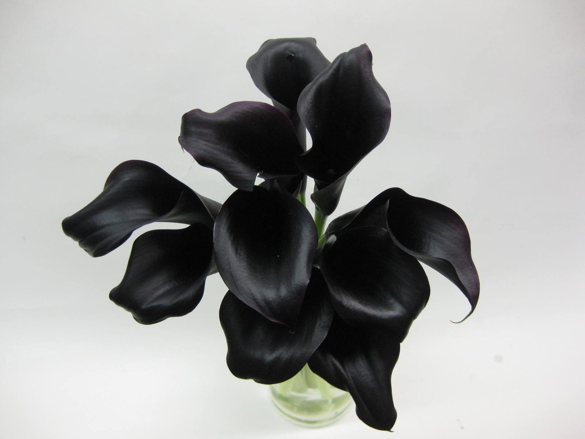 Some Schwarzwalder® black mini callas that came in recently.  #MKEFlowerMarket