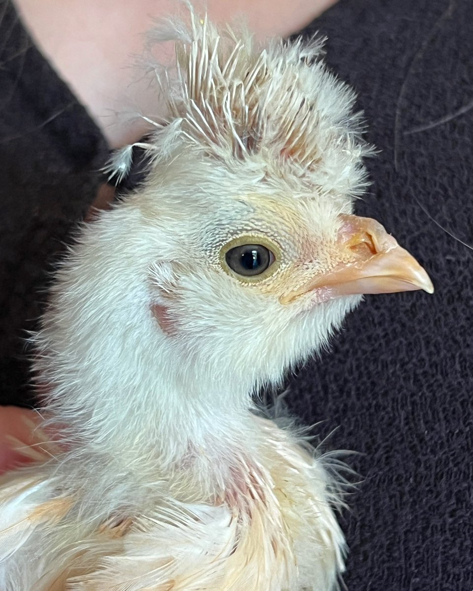 CarolynGraham's tweet photo. Well. I think weโve officially entered the gawky teenaged chicken phase. #backyardchickens #amIcuteyet #polishcrested #thatsamohawk https://t.co/Z3Gps6gVDF
