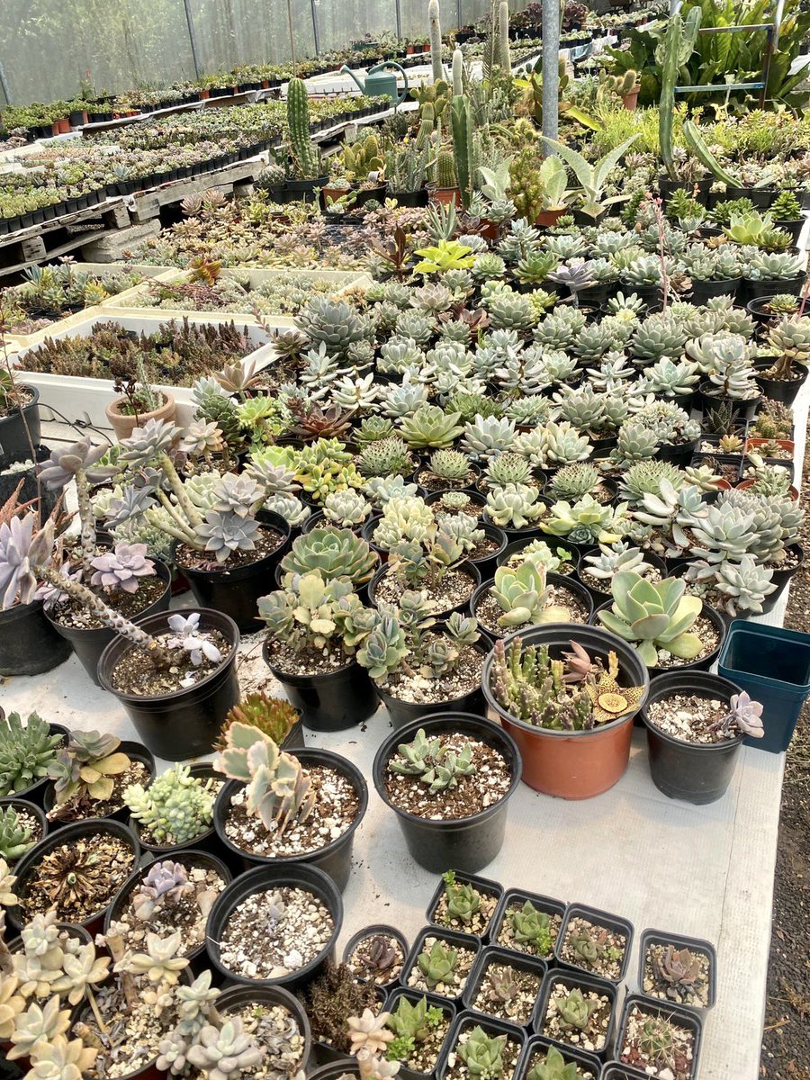 agropecuarioRTV's tweet photo. Visitamos a nuestros amigos del Vivero "Habitat", productores de Suculentas y Cactus 🌵, próximamente lo verán en el programa…

#VeracruzAgropecuario
#ProduceOrgullo https://t.co/Qmc3WeSDt4