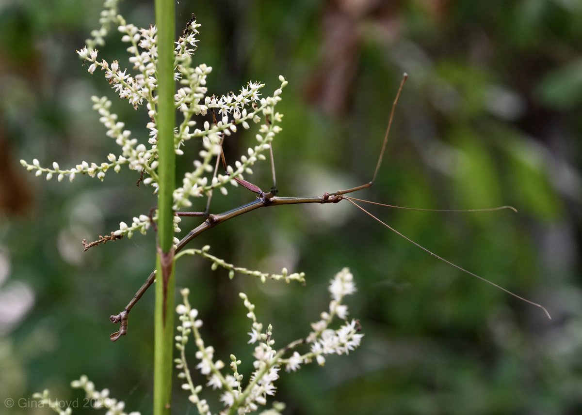 Gina Lloyd tweet media