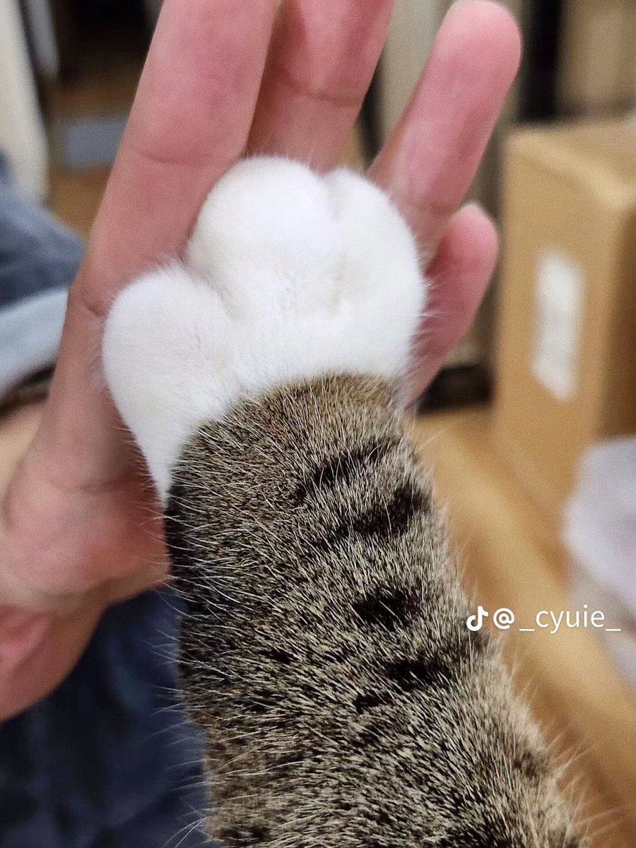 simpandsinner's tweet photo. @deshamay A cat paw for good mood https://t.co/C7UYjEBfLh