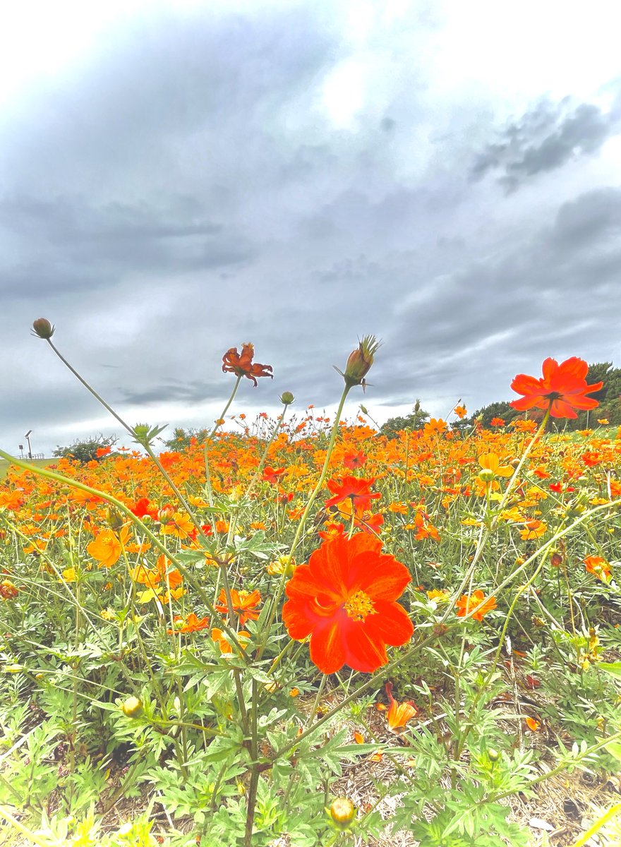 #日常の美しさ #everydaybeauty 
#自然 #natural #野花 #wildflowers
#穏やか #calm #花 #flowers #空 
#sky #緑 #green #雲 #clouds 
#静岡 #sizuoka

instagram.com/p/CtfgNL0v4eO/