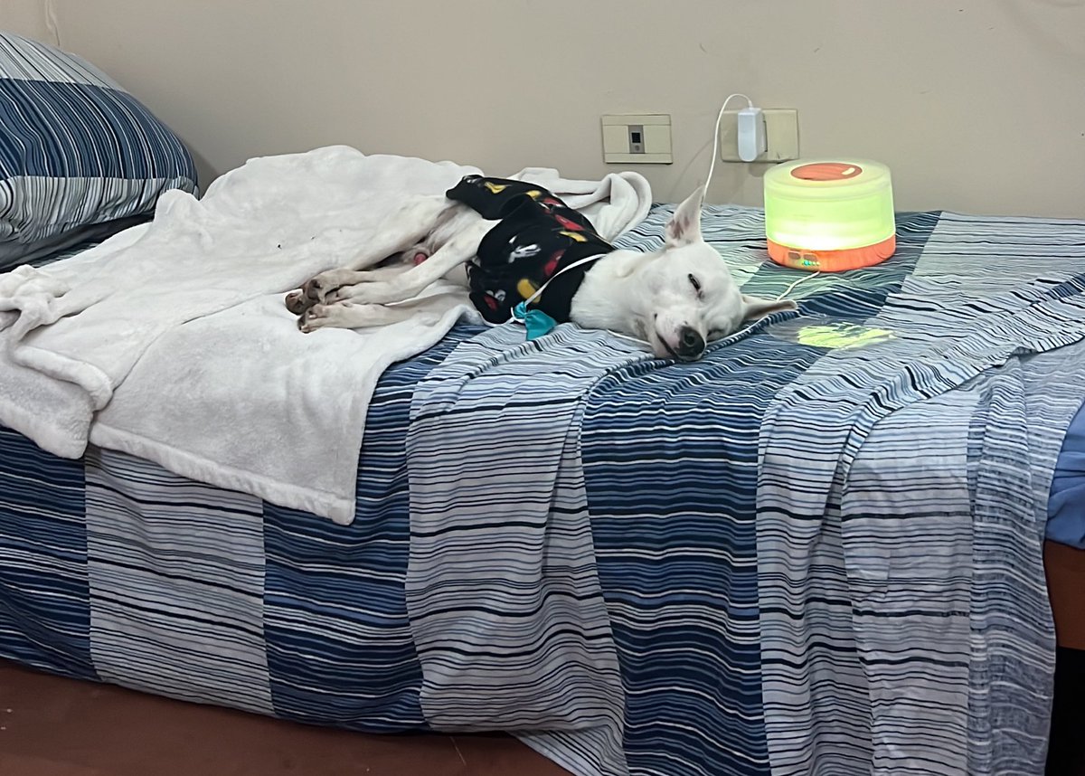 marugonzalezb1's tweet photo. Barto les agradece a todos por la ayuda! Tiene ropita nueva, cenó hígado de pollo y ahora está durmiendo con calefacción😍 https://t.co/sdzO9dMWVy