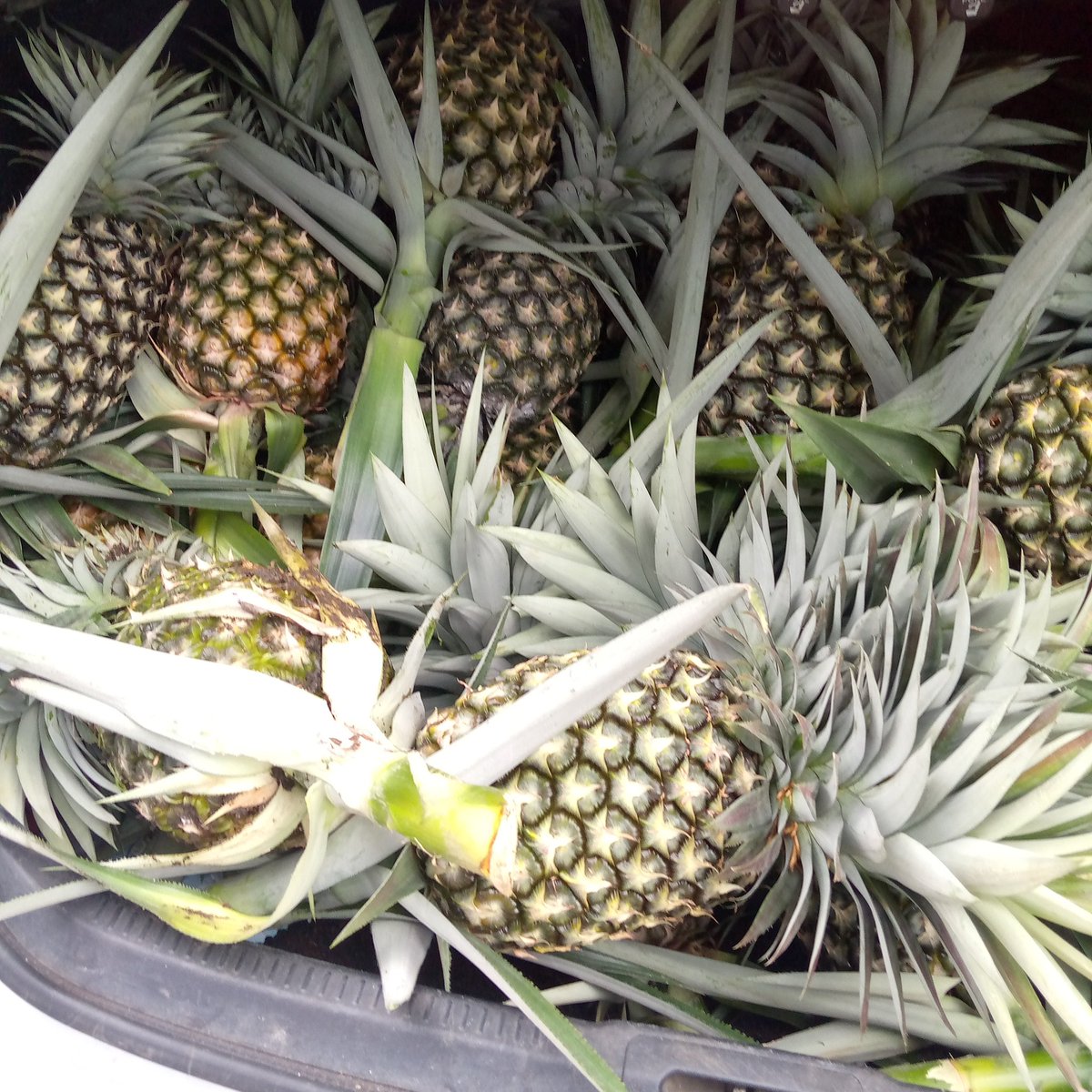 bebienang1's tweet photo. We are harvesting.
For pineapple and suckers send a DM. We have in large quantity and can supply nationwide.
Terms & conditions apply.
Contact:
08069656403
#pineaple
#pineaplesuckers
#farm
#nature https://t.co/FL2lHAcM2L