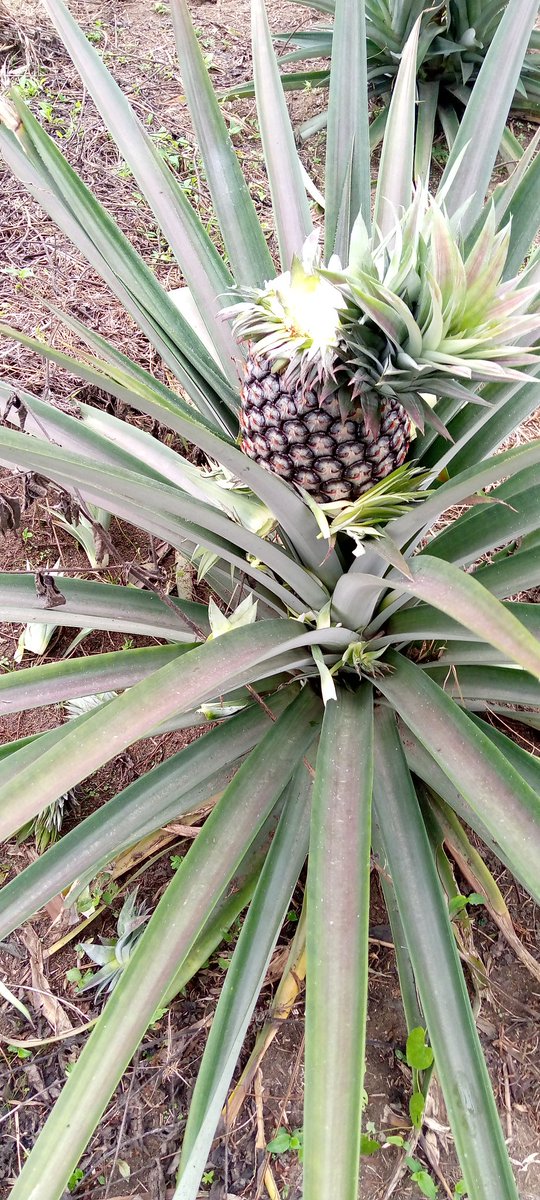 bebienang1's tweet photo. We are harvesting.
For pineapple and suckers send a DM. We have in large quantity and can supply nationwide.
Terms & conditions apply.
Contact:
08069656403
#pineaple
#pineaplesuckers
#farm
#nature https://t.co/FL2lHAcM2L