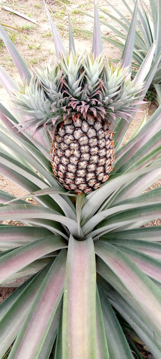 bebienang1's tweet photo. We are harvesting.
For pineapple and suckers send a DM. We have in large quantity and can supply nationwide.
Terms & conditions apply.
Contact:
08069656403
#pineaple
#pineaplesuckers
#farm
#nature https://t.co/FL2lHAcM2L