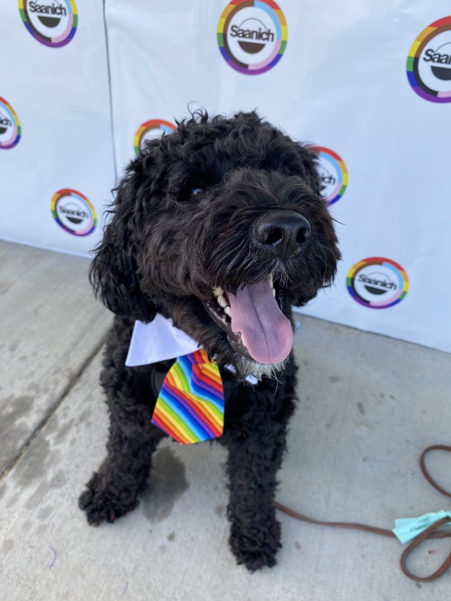 kathelburt's tweet photo. Bailey Boy dressed up for work @lanapopham #SouthSaanich constituency office, sporting his new tie to wear to the @saanich #PrideInThePark event.
#BaileyBoy #PrideMonth https://t.co/P5e0BpuP3y