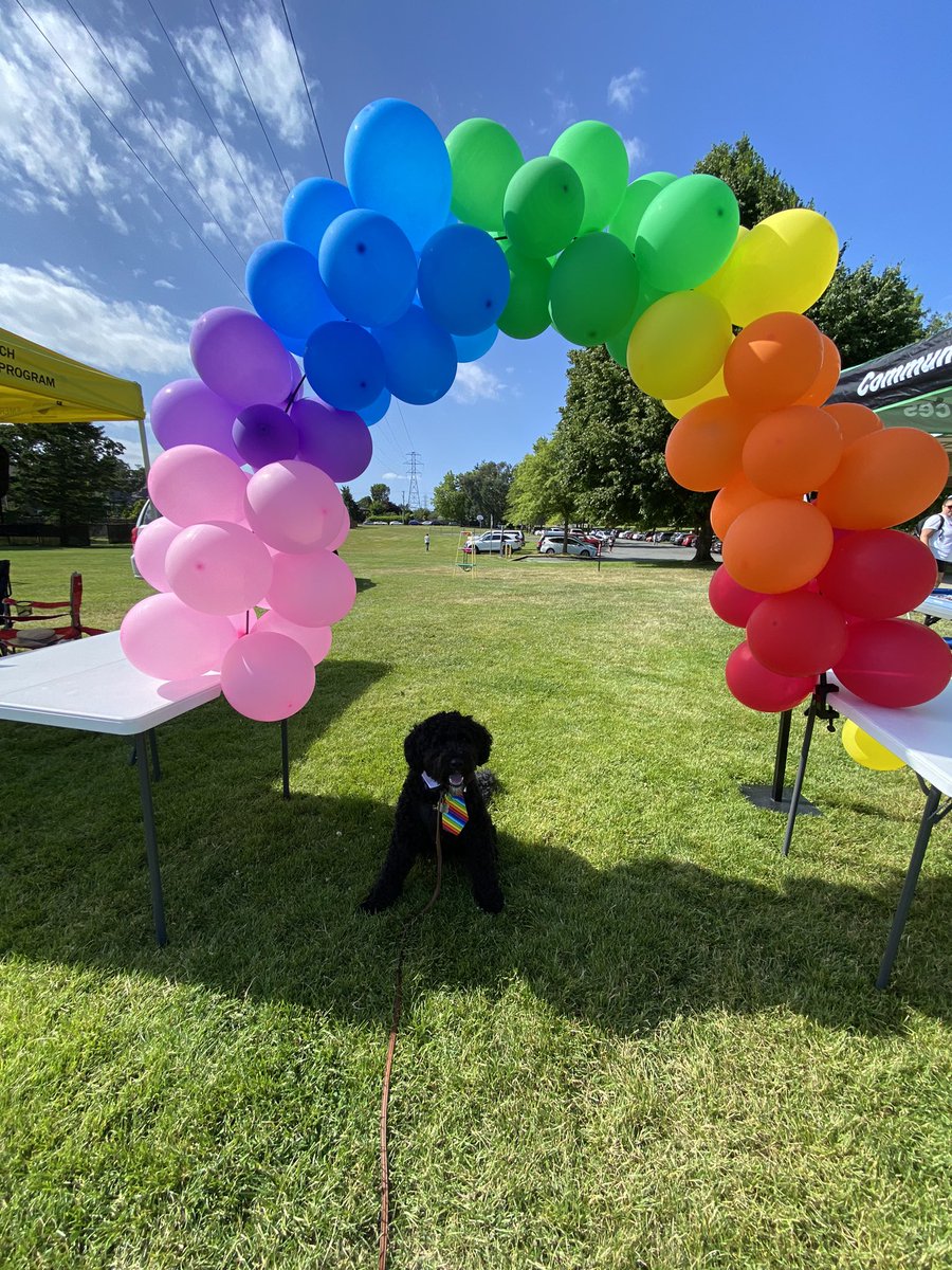 kathelburt's tweet photo. Bailey Boy dressed up for work @lanapopham #SouthSaanich constituency office, sporting his new tie to wear to the @saanich #PrideInThePark event.
#BaileyBoy #PrideMonth https://t.co/P5e0BpuP3y