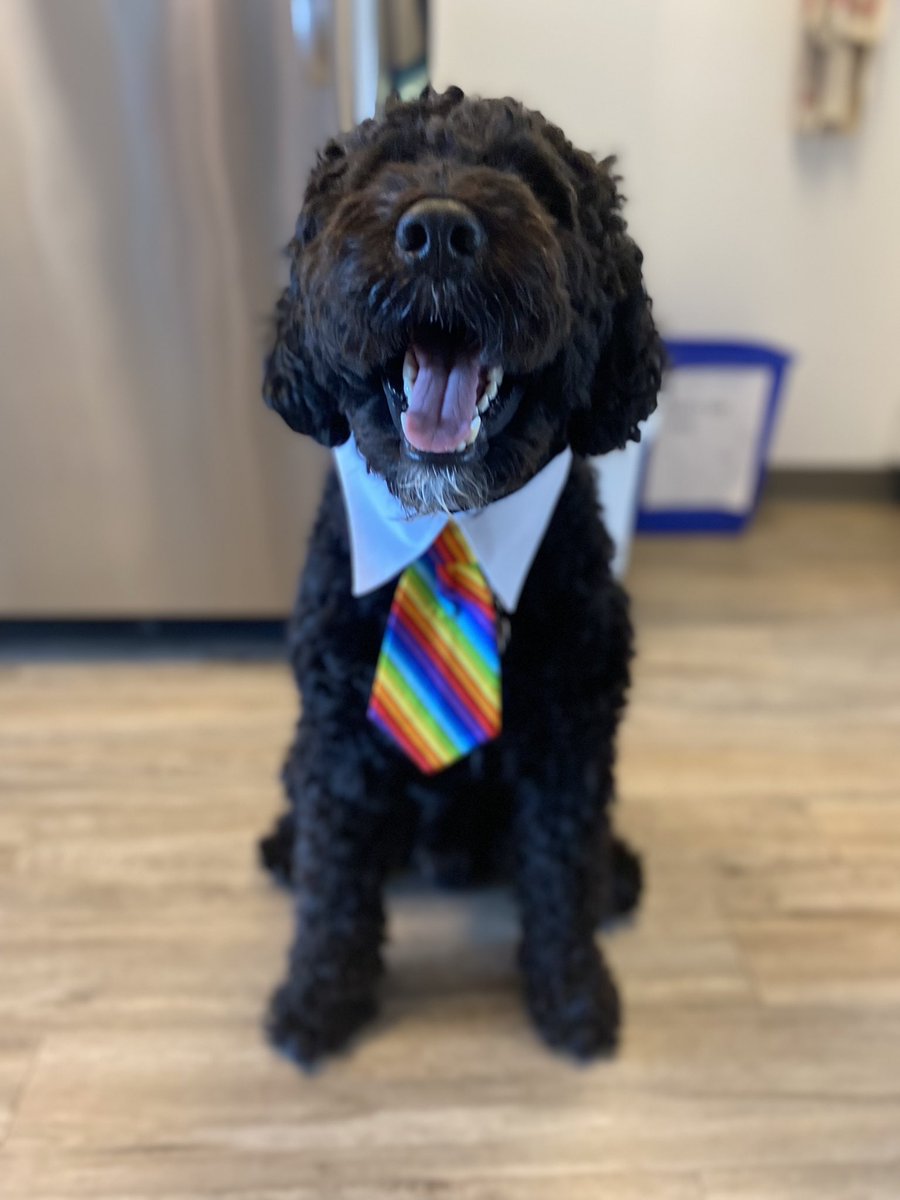kathelburt's tweet photo. Bailey Boy dressed up for work @lanapopham #SouthSaanich constituency office, sporting his new tie to wear to the @saanich #PrideInThePark event.
#BaileyBoy #PrideMonth https://t.co/P5e0BpuP3y