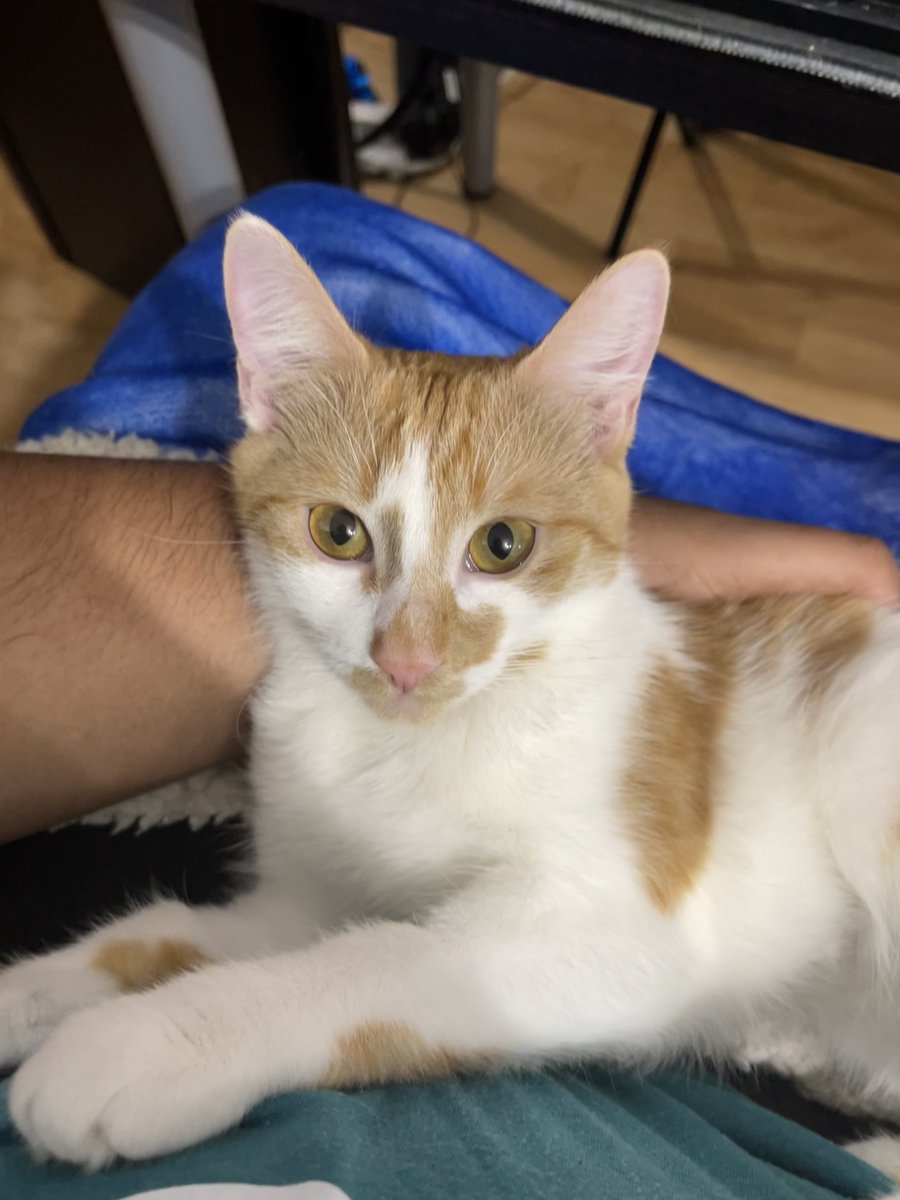 MDee14's tweet image. Early Monday Morning, Espy unexpectedly wasn't feeling well. At first, we thought it was an upset stomach. After more tests were done on Wednesday, something is blocking her system, and she now requires emergency surgery.

ko-fi.com/mdee14/goal?g=1

RT is appreciated🙏🏾