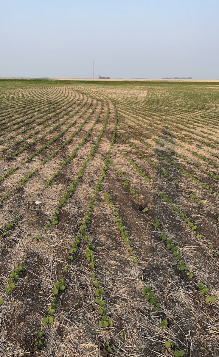 Out Scouting a no-till Soybean feild, Always satisfying to see V-Drive sectional control in action <a href="/PrecisionPlant/">Precision Planting</a>