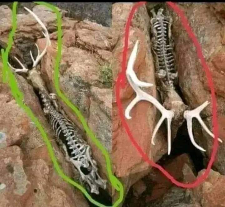 georgenjoroge_'s tweet photo. This picture describes the problem of a man in the world today, these animals fell in there struggling alone, pushing alone, fighting alone, crying alone, suffering alone, but there was absolutely nobody to help the animal until the last day the animal died painfully.

Some people's lives are like this animal here, You fall into a situation, backward you cannot go forward you still can't go you are stocked in there crying all alone, suffering alone, pushing alone trying to get out of it but there seems noway.

Then some Pastors, motivational speakers, friends and even family keep on asking you to PUSH HARDER, BELIEVE IN YOURSELF, YOU ARE STRONG YOU CAN DO IT, but sometimes is not easy..and no one understands what you are going through.

Can someone tell me that this animal didn't push harder? 

This animal didn't believe in itself ?

Despite all those efforts the animal still died painfully, simply because there was nobody to help physically! What a life.

Be your brothers keeper, be your sisters keeper. The others are just details.

Sometimes you just need someone to just get you off a small jam that’s quietly struggling life out of you!