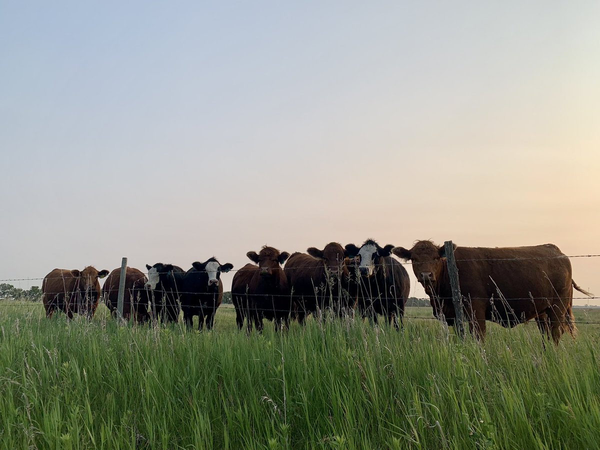 pjderoc's tweet photo. Our bred heifers. โค๏ธโค๏ธ
#FarmLife #Simmental #LifeisBetterWithCows #ViewsFromtheFarm https://t.co/hRTVmEEfZT