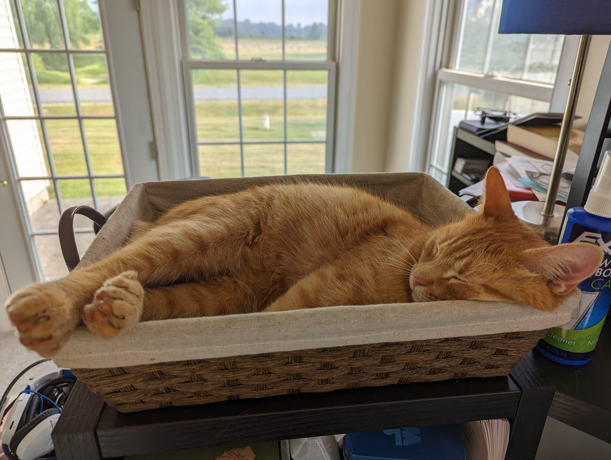 lisag_dmp's tweet photo. #catcherkittycat is my polydactyl baby and has the cutest toe beans I've ever seen! He has commandeered the junk mail basket and it shall now be his forever and always #petsofmedphys #catsofmedphys https://t.co/y7OUwzoLx5